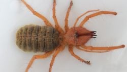 Deve Örümcekleri (Solifugae) ile İlgili İddialar ve Gerçekler