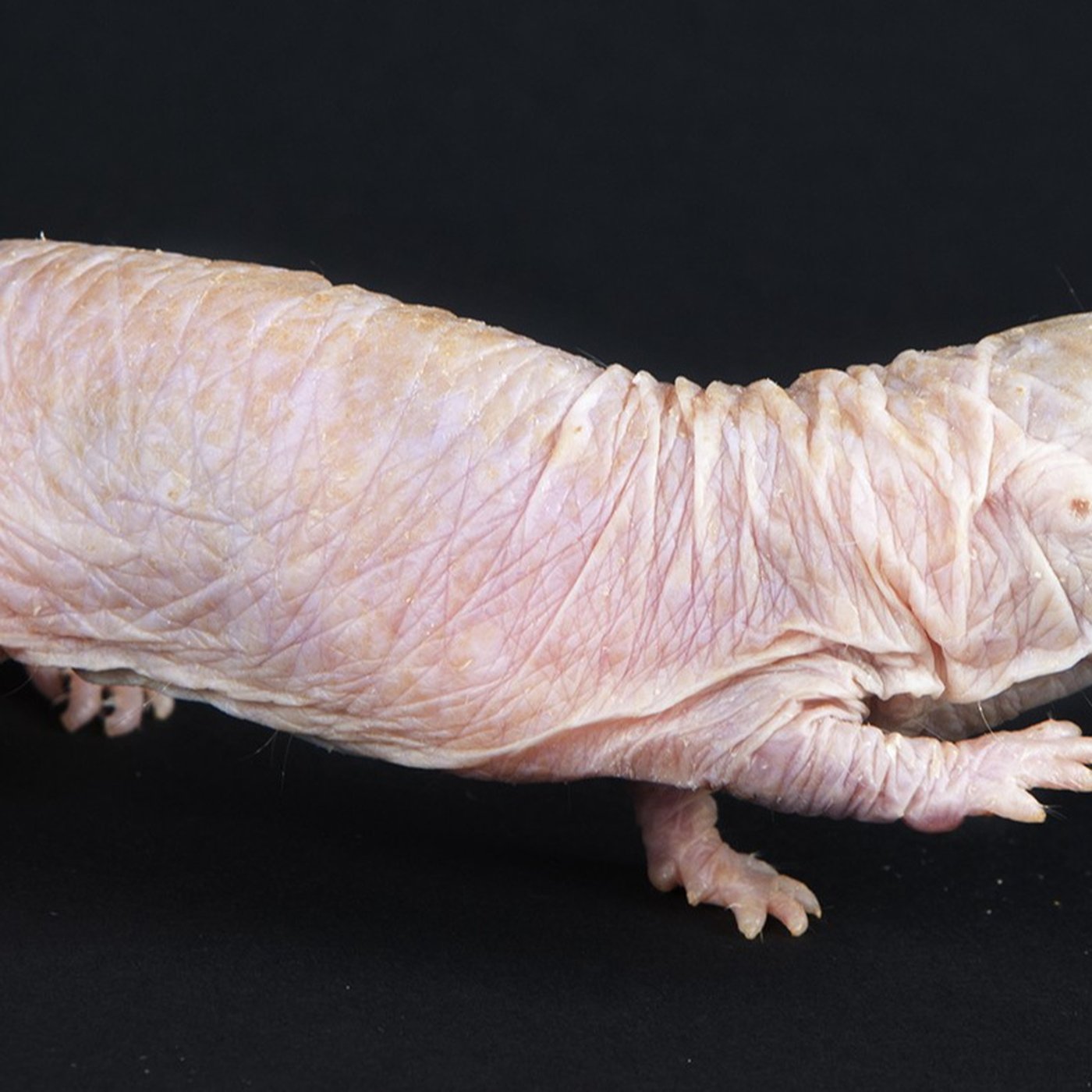 Evrim Ağacı ile Bilime Dair Her Şey!