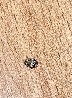 Evimde uğur böceğine benzeyen 50-60 tane her yerde dolanan böceklerden görmeye başladım bunlar nedir?