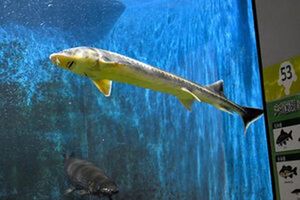Rare Shovelnose Sturgeon Caught In Lake Shinji