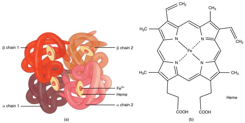 Hemoglobin molekülü