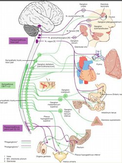 İç organlarımızda yaşanan yaralanma,ağrı,enfeksiyon gibi travma sonucu ektremitelerimizde bir ağrı görülür mü ? Görülüyorsa eğer sebebi nedir ?
