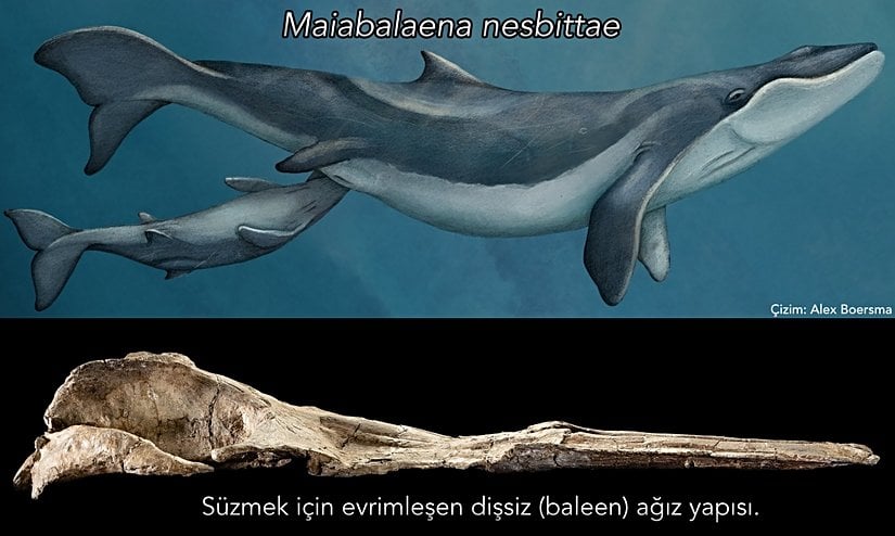 Oligosen Devri'nde yaşamış bir anne Maiabalaena nesbittae türünün yavrusu ile illüstrasyonu.