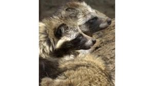 New RNA Viruses Identified From Raccoon Dog Feces In Japan