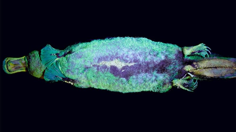 Ornitorenklerin İlginçliklerine Bir Yenisi Daha Eklendi: Platypus, Mor Ötesi Işık Altında Parlıyor!