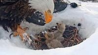 One of Jackie and Shadow's eaglets in Big Bear has died, nonprofit says