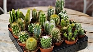 Kaktüsler Gerçekten Radyasyonu Emer/Engeller Mi?