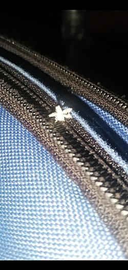 Bu böceğin adı nedir?