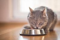 More cat food recalled due to ‘bird flu’ risk