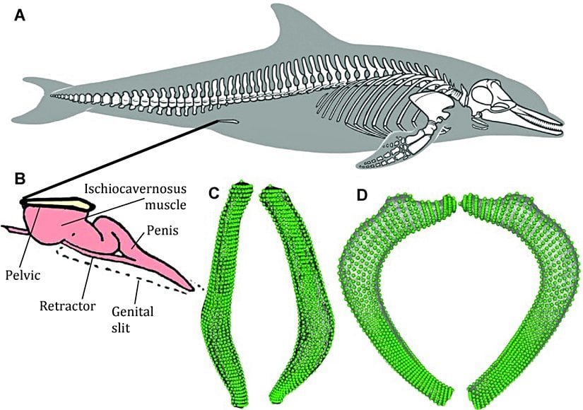 Balinalardaki (ve yunuslardaki) pelvis kemiği penise ve penisi geri çeken retraktöre bağlıdır.