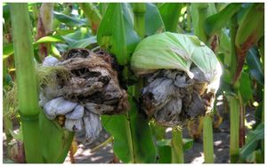 New Genetic Markers Found For Maize Resistance To Charcoal Rot