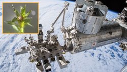 ISS’nin Dışına Yerleştirilen Yosun 9 Ay Uzayda Hayatta Kaldı: Örneklerin %80’i Dünya’ya Dönünce Yeniden Büyüdü.