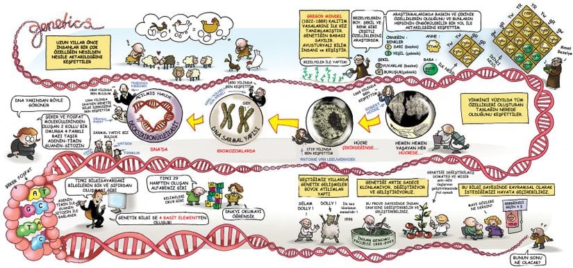 Bu görselde genetiğin bilim tarihindeki gelişimini ve genel olarak hangi bilim insanlarının ne katkıda bulunduğunu göreceğiz. Çocukların görsel hafızalarında yer ederek daha akılda kalıcı bir şekilde öğrenmelerine faydalı olacağını düşünüyoruz.