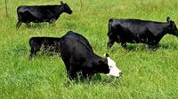 NC House advances bill to mandate labeling of meat alternatives • NC Newsline