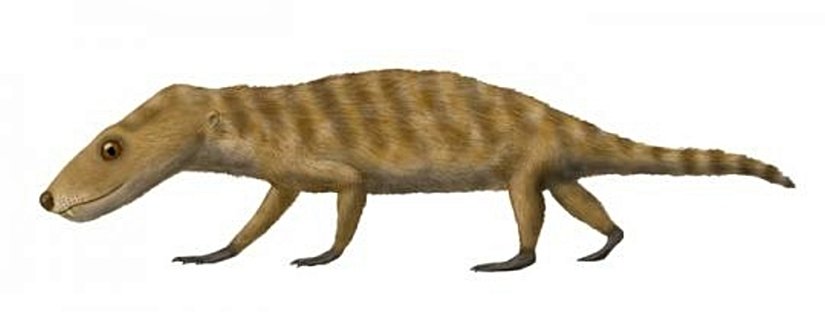 Probelesodon