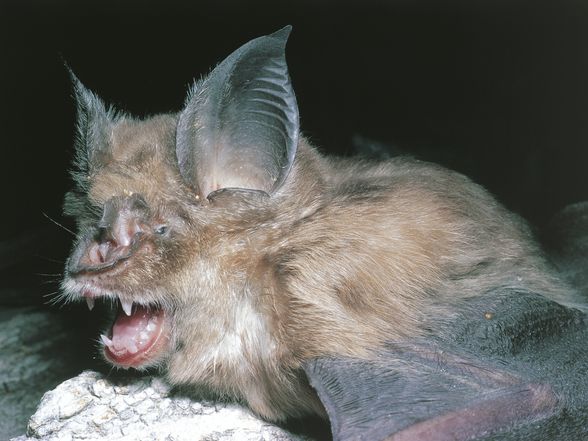 Rhinolophus sinicus