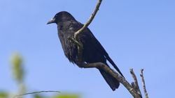 Avrupa leş kargası (Corvus corone)