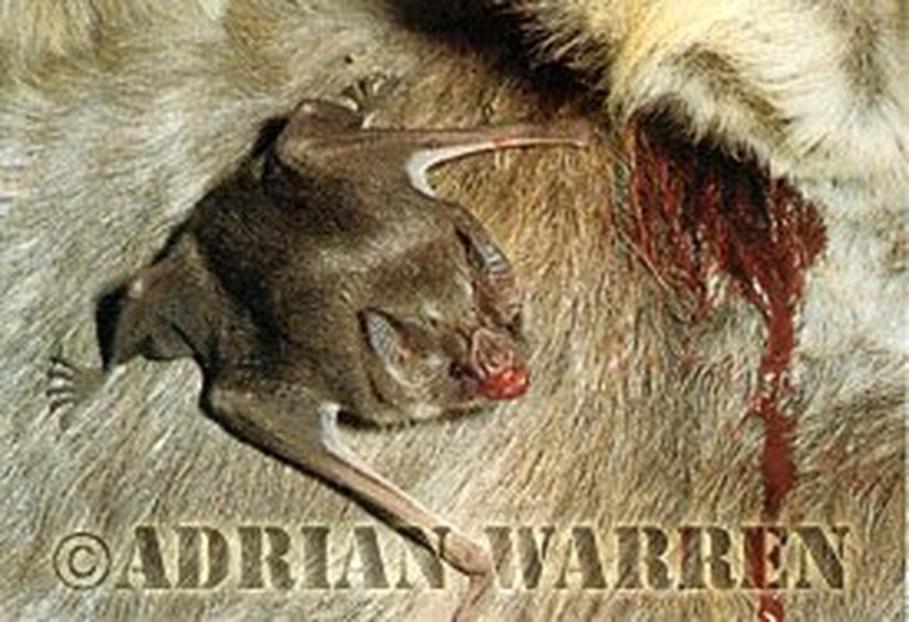 Vampir Yarasa (Eşekten beslenirken)