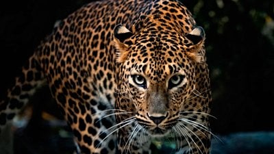 Leoparlar ve İnsanların Evrimsel Akrabalığı