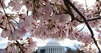 When will D.C. cherry blossoms bloom? Maps and chart show when and where to see them