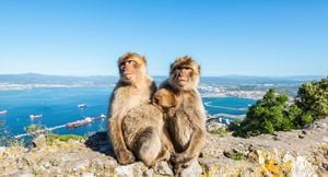 Three Berber Apes Escape Apenheul Park And Prompt Swift Action