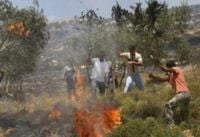 Colonizers Set Fire to Farmlands, Destroy Olive Trees, in West Bank