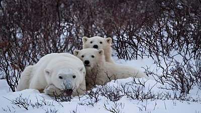 Kutup Ayılarının İnlerindeki Davranışları Özel Tasmalarla İncelendi!