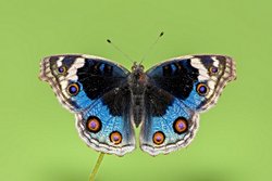 JUNONİA ORİTHYA KELEBEĞİ