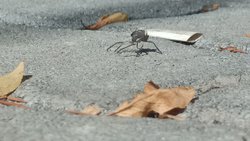 Bu canlının türü nedir?