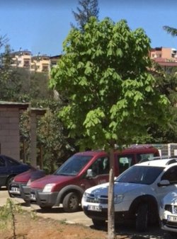 Bu ağacın ismini bilen var mı?