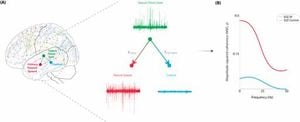 Study Reveals Interictal Networks Could Transform Epilepsy Surgery