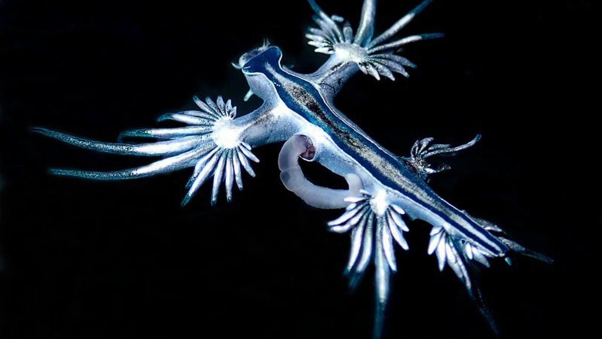 Mavi Deniz Salyangozu (Glaucus atlanticus)