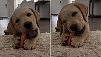 Video: Puppy Munching on Carrot Captures Hearts