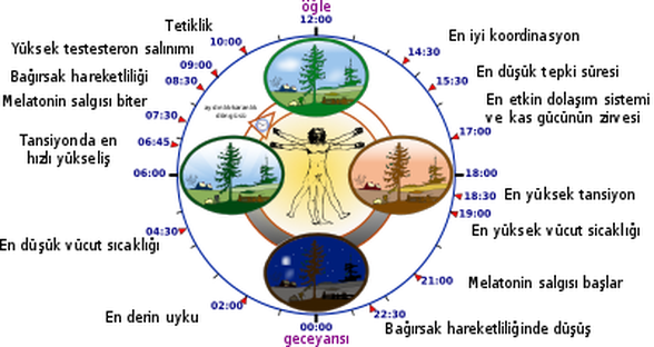 Biyolojik Saat grafiği