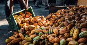 Cocoa Crisis: Climate Change Hits Western Africa Hard