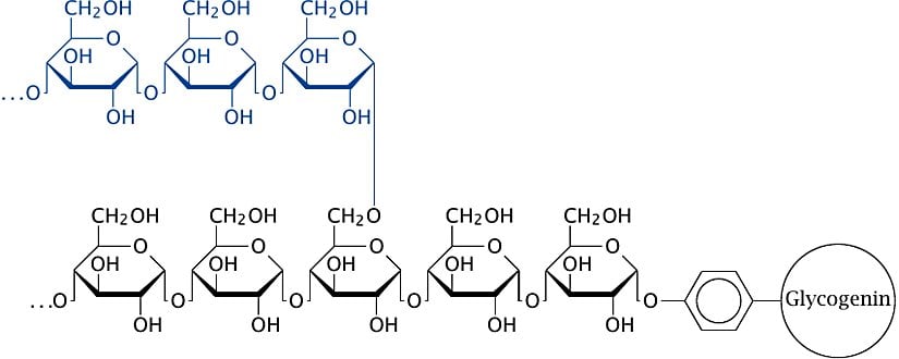 Glikoz molekülleri zincirleme bir şekilde birbirine bağlanarak glikojen oluşturabilirler.