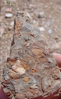 İstanbulda Silüriyen-Devoniyen yaşlı fosiller buldum, sizce bu fosilleri ne yapmalıyım, müzeye bağışlasam alır mı?