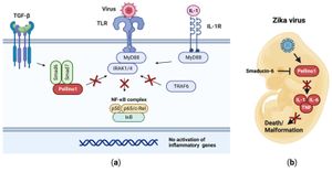 Ubiquitin Ligase Pellino1 Linked To Cancer And Macrophage Function