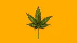 Tıbbi Kenevir Tartışması: Psikiyatrik Hastalıklarda İşe Yarıyor mu?