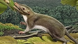 Bütün İnsanların, Yarasaların, Kedilerin, Balinaların ve Farelerin Son Ortak Atasıyla Tanışın!