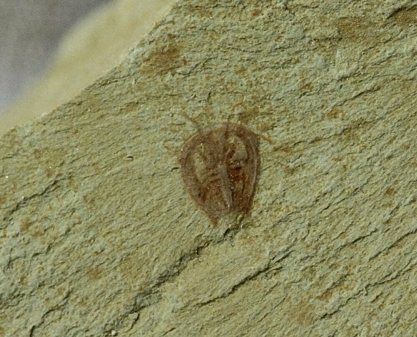 Primicaris larvaformis