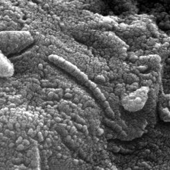 Pictured: An Ancient Martian?