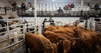 Bipartisan backlash, led by Midwest politicians, rises against Trump’s comments on beef industry