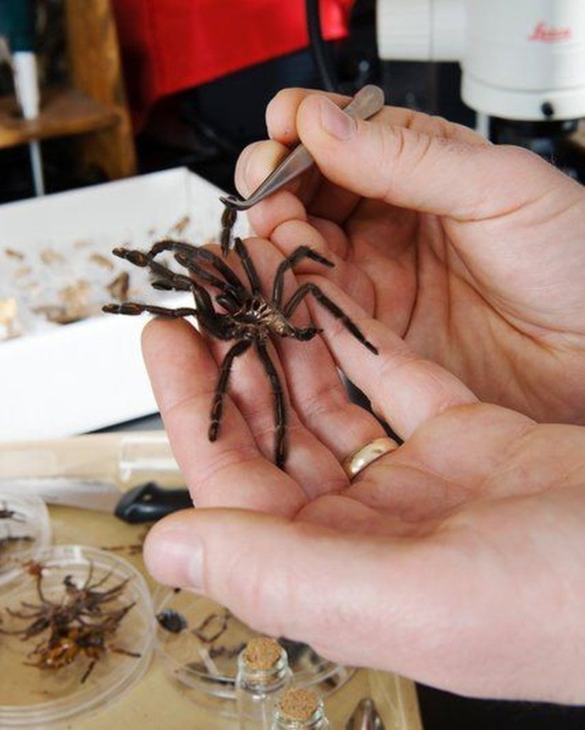 T. Ryan Gregory Guelph Üniversitesi'ndeki laboratuvarında DNA çalışmaları için örümceklerden hücre topluyor.