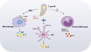 High Prevalence Of Toxoplasma Gondii Found Among Cancer Patients