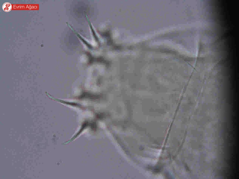 Milnesium sp. ikincil pençe yapıları.
