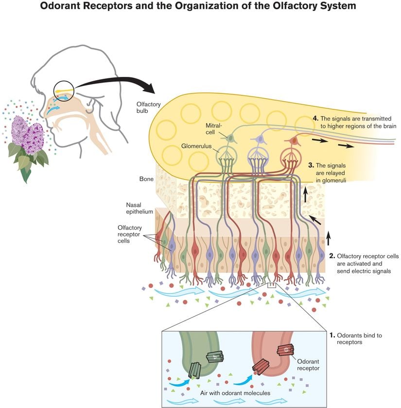 Koku reseptörleri ve olfaktör sistem
