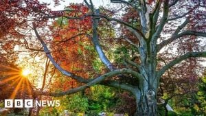 Poland’s Beech Tree Aims For European Tree Of The Year 2025