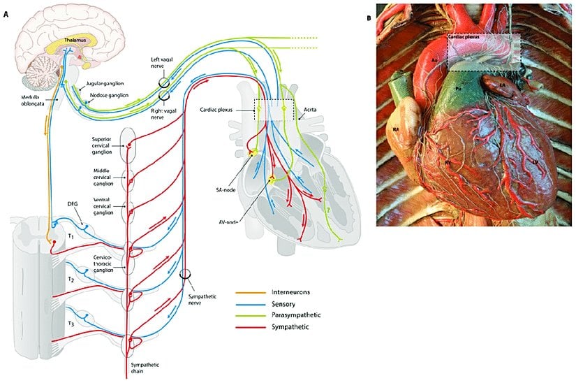 Vagus Sinirinin Kalp Üzerindeki Etkilerine Örnek Görsel