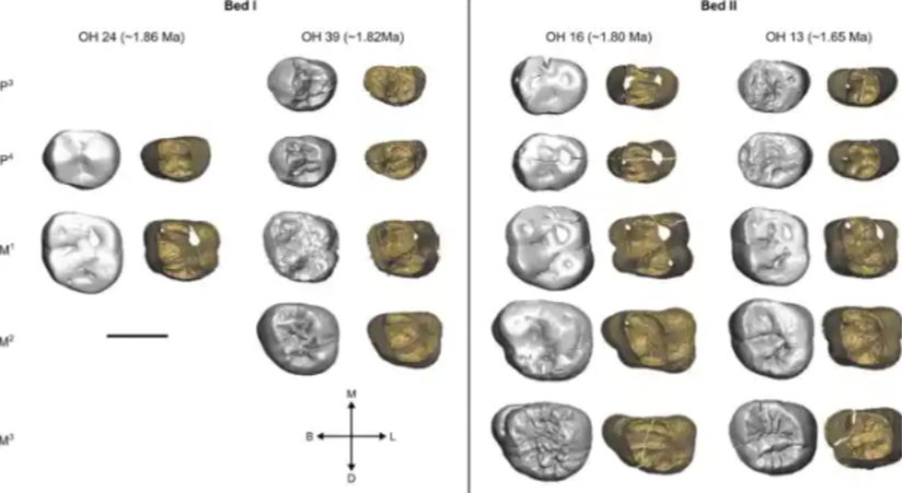 Üç H. habilis diş sırası gösterilmektedir